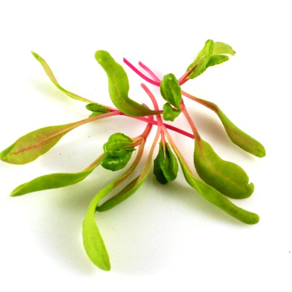 mangold yellow chard3